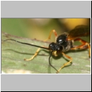 Erigorgus cerinops - Schlupfwespe w111b 17mm.jpg